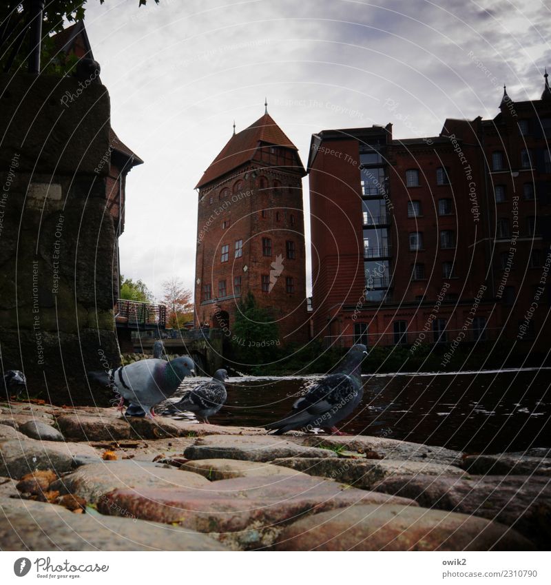 Picknick Himmel Wolken Schönes Wetter Lüneburg Deutschland Altstadt Haus Wildtier Taube 3 Tier beobachten Fressen genießen laufen wandern alt dunkel historisch