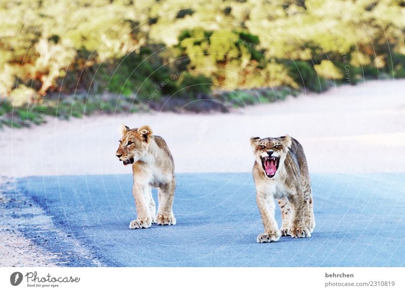 zukunftsmusik | wat'n brüller Ferien & Urlaub & Reisen Tourismus Ausflug Abenteuer Ferne Freiheit Safari Südafrika Wildtier Tiergesicht Fell Pfote Löwe 2