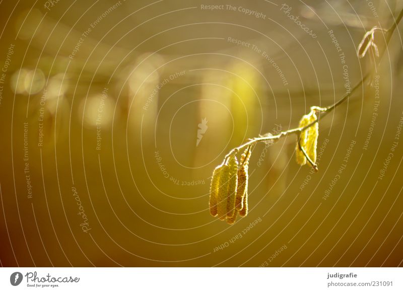 Beginn Umwelt Natur Pflanze Frühling Baum leuchten Wachstum Licht Birke Blüte Pollen Farbfoto Außenaufnahme Tag Unschärfe Menschenleer Detailaufnahme