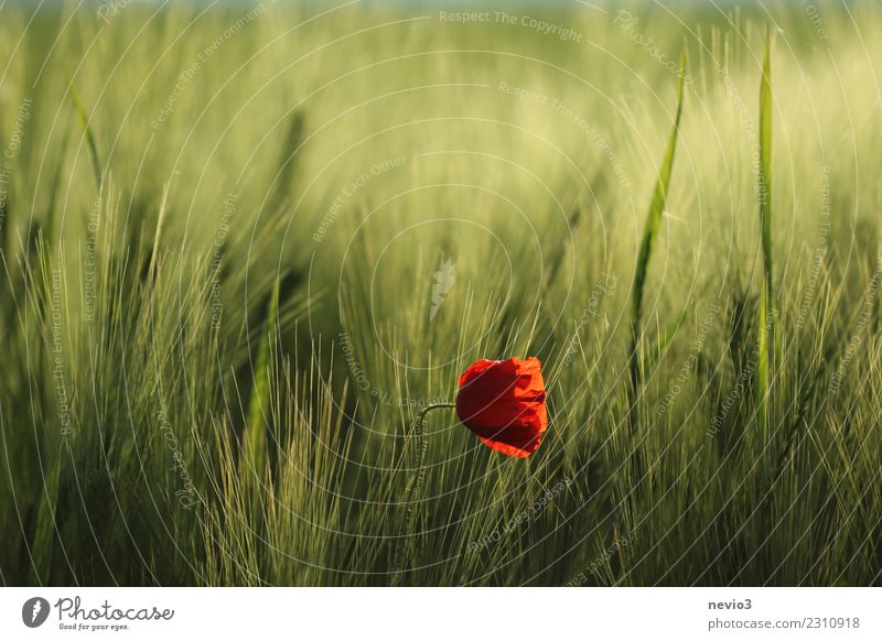 Mohnblüte im Gerstenfeld Umwelt Natur Pflanze Frühling Sommer Blume Gras Blatt Blüte Grünpflanze Nutzpflanze exotisch Wiese Feld grün rot Kontrast Mohnfeld