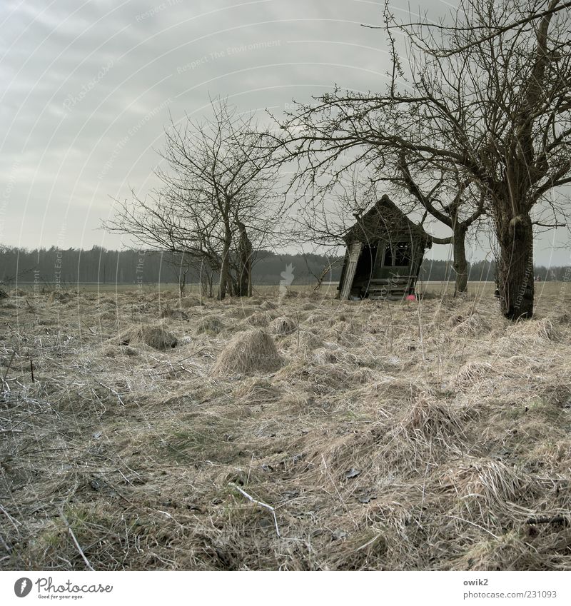 Windig heute Umwelt Natur Landschaft Pflanze Himmel Wolken Winter Sturm Baum Gras Sträucher Zweige u. Äste karg Wiese Hütte alt natürlich grau Vergänglichkeit