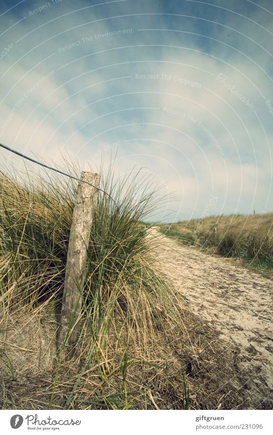 friesisch-herb Umwelt Natur Landschaft Pflanze Urelemente Sand Himmel Wolken Sommer Schönes Wetter Gras Grünpflanze Hügel Küste Nordsee natürlich Düne