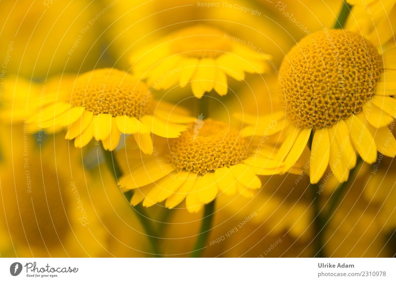 Lust auf Sommer - Blüten der Färberkamille elegant Leben harmonisch Wohlgefühl Zufriedenheit Sinnesorgane Erholung ruhig Meditation Dekoration & Verzierung