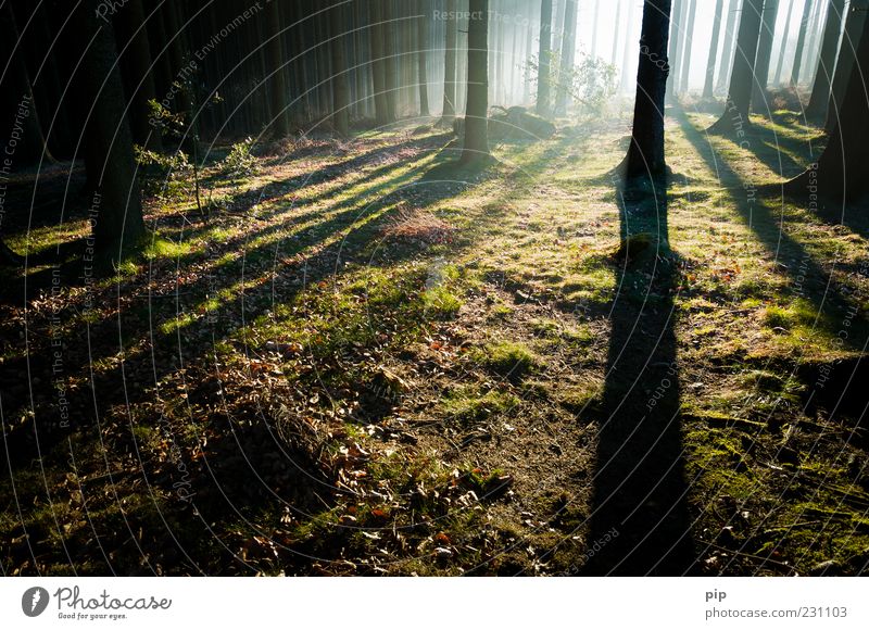 lichtung Umwelt Natur Nebel Baum Moos Fichte Tanne Fichtenwald Baumstamm Wald dunkel Wildnis hell Morgen Farbfoto Außenaufnahme Menschenleer Textfreiraum unten