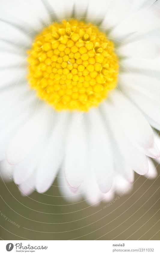 Gänseblümchen in der Nahaufnahme Sommer Umwelt Natur Pflanze Blume Blatt Blüte Grünpflanze Nutzpflanze Garten Park Wiese leuchten schön gelb weiß Graswiese