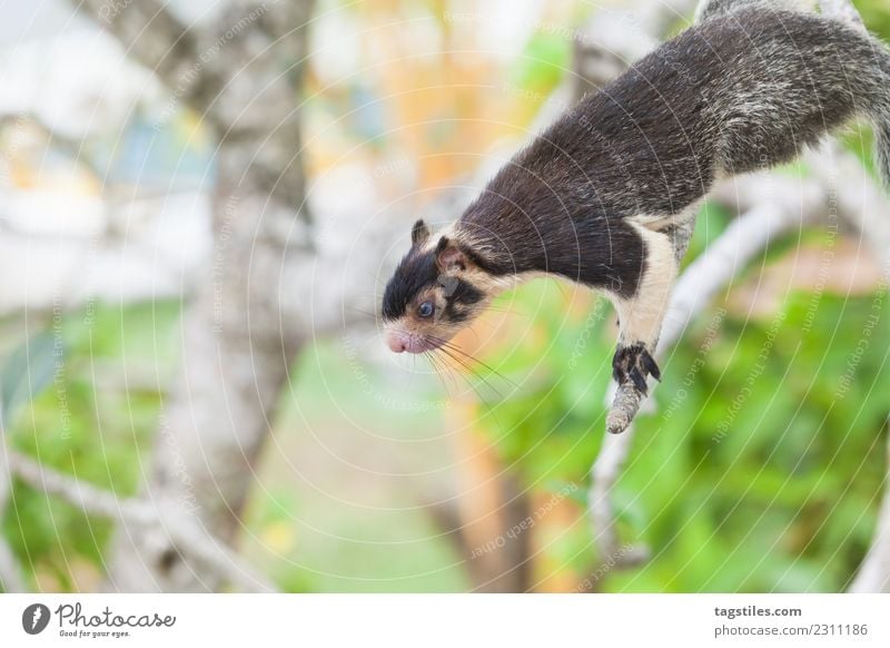 Indisches Riesen-Eichhörnchen auf dem Ast sitzend Tier Asien Balapitiya ruhig Windstille Klettern Essen grün Koddhuwa Koddhuwa Tempel Kothduwa