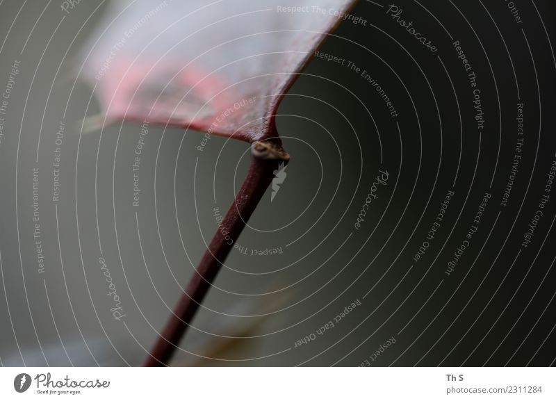 Blatt Natur Pflanze Herbst Winter Blühend verblüht ästhetisch authentisch einfach elegant natürlich braun grau rot Gelassenheit geduldig ruhig einzigartig