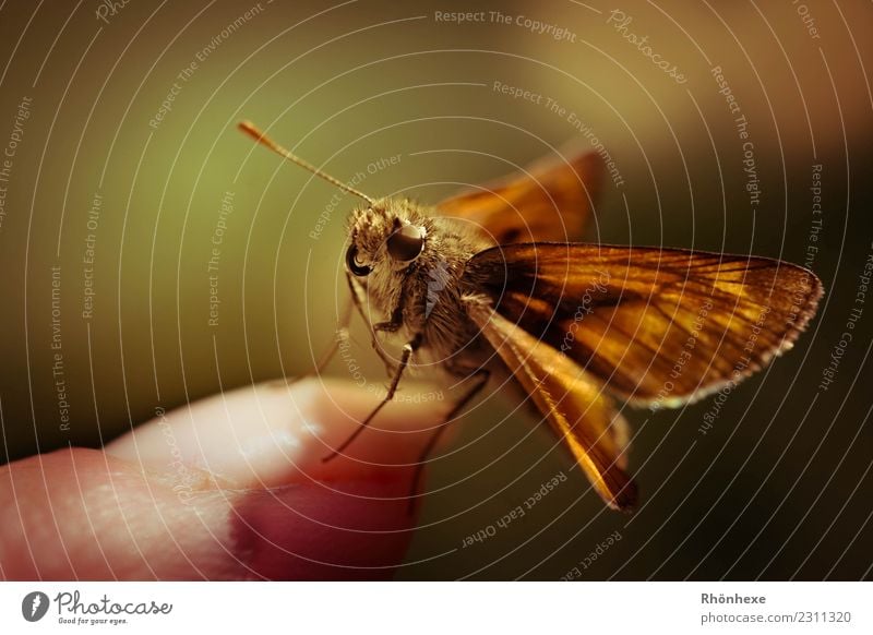 ein kleiner Schmetterling Natur 1 Tier Neugier niedlich Farbfoto Außenaufnahme Makroaufnahme Tag Starke Tiefenschärfe Tierporträt