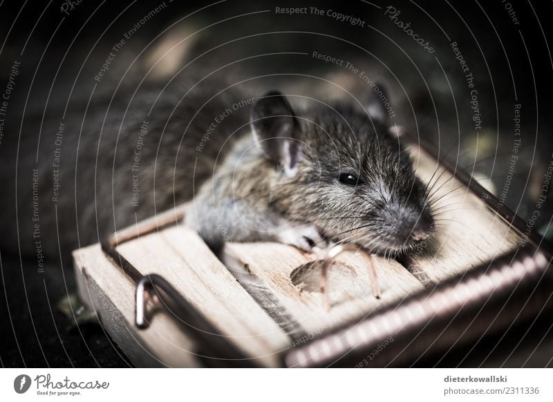 Maus Umwelt Natur Landschaft Tier Wildtier Totes Tier fangen Mausefalle Falle Totenstarre Schädlinge gefangen erschlagen Farbfoto Außenaufnahme Tag Blick