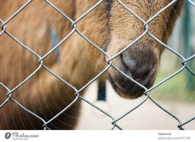 Hinter Gittern - Der Streichelknast Zaun Maschendrahtzaun Tier Nutztier Tiergesicht Fell Zoo Streichelzoo Ziegen Meckerziege Schnauze Nase Fellfarbe