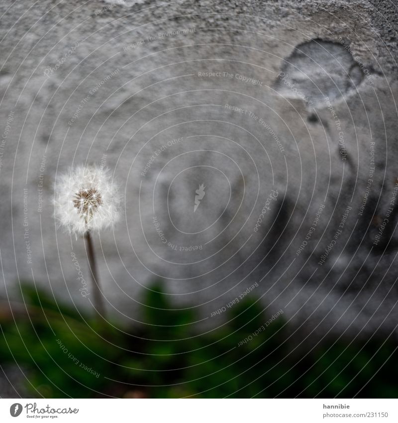 pfffffffffffffffff Blume Mauer Wand rund weich grau weiß Natur Wachstum Wandel & Veränderung Löwenzahn Betonwand zart Farbfoto Gedeckte Farben Außenaufnahme