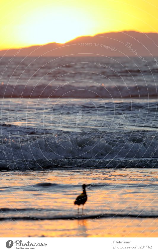 Sonnenuntergang schön Ferien & Urlaub & Reisen Tourismus Sommer Strand Meer Insel Tapete Natur Landschaft Himmel Horizont Schönes Wetter Küste Vogel dunkel rot