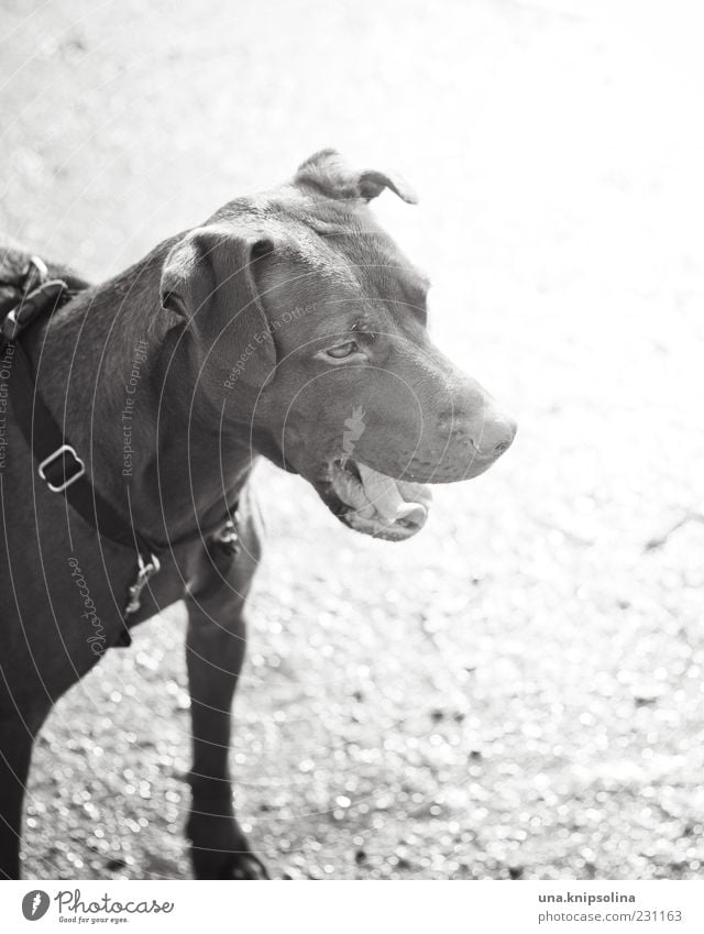 wröff Haustier Hund 1 Tier Bellen Halbprofil Textfreiraum rechts Wachsamkeit Fell Hundehalsband Textfreiraum oben Schwarzweißfoto Außenaufnahme Menschenleer