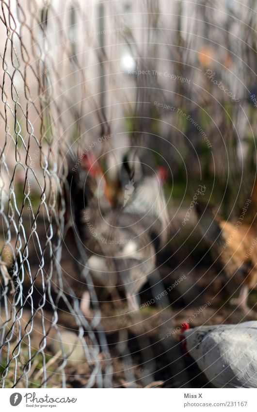 Hühner hinterm Zaun Tier Nutztier Vogel Tiergruppe braun Haushuhn Hahn Tierzucht Tierhaltung Geflügelfarm Maschendraht Gackern Hühnerstall Landwirtschaft