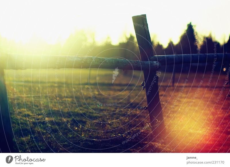 ah damals Natur Landschaft Sonne Sonnenlicht Sommer Wetter Schönes Wetter Feld Wärme gelb gold grün weiß Zaun Wiese Gegenlicht Farbfoto mehrfarbig Außenaufnahme