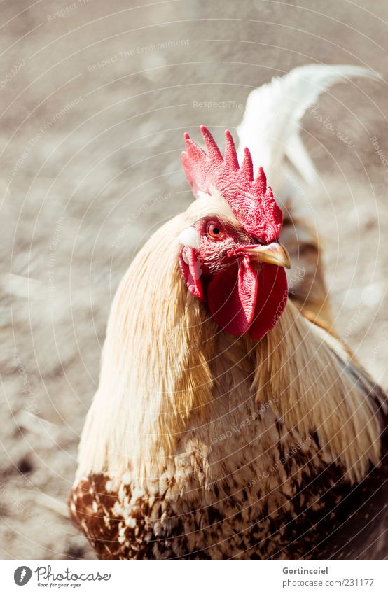 Goggel Tier Nutztier Vogel Tiergesicht 1 selbstbewußt Stolz Hahn Federvieh Hahnenkamm Alphatier Freilandhaltung Farbfoto Außenaufnahme Textfreiraum oben