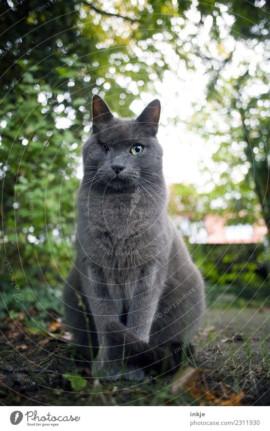 plemplem | der Kater Motte Umwelt Natur Frühling Sommer Herbst Garten Park Haustier Katze Tiergesicht Hauskatze 1 hocken Blick nerdig Gefühle Stimmung