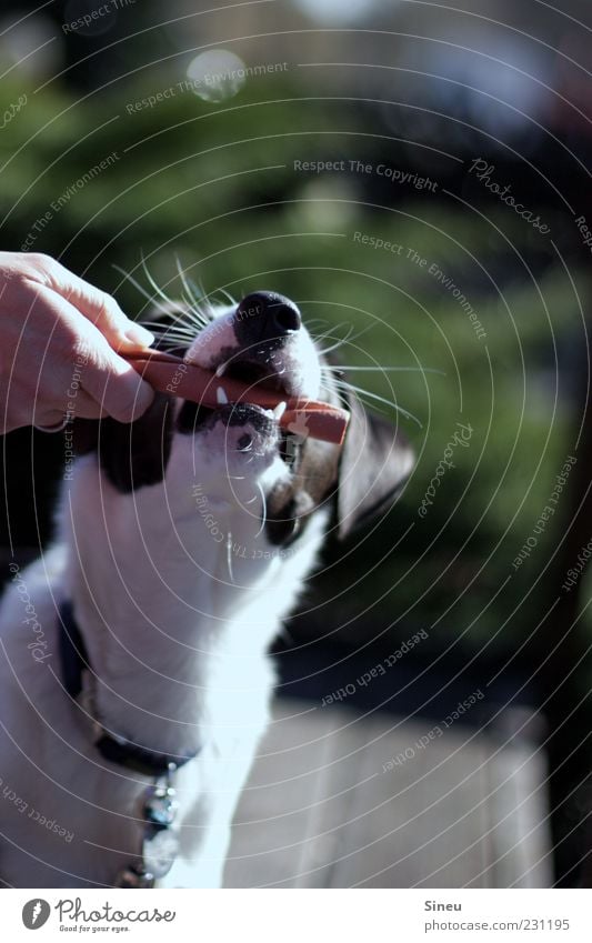 Lecker Schmecker Tier Haustier Hund 1 Fressen füttern lecker Belohnung Kauknochen Farbfoto Außenaufnahme Menschenleer Tag Sonnenlicht Schwache Tiefenschärfe