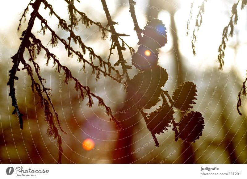 Wald Umwelt Natur Pflanze Baum Wachstum natürlich Stimmung Zapfen Farbfoto Außenaufnahme Licht Lichterscheinung Gegenlicht Menschenleer Schatten Detailaufnahme