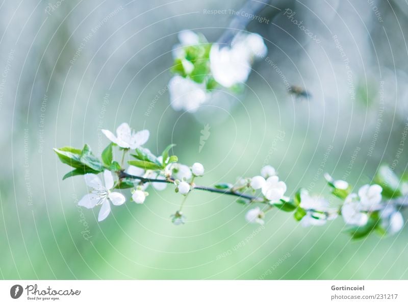 Blütezeit Umwelt Natur Frühling Blatt schön grün Blütenknospen Zweig Blütenblatt Blühend Frühlingstag Farbfoto Gedeckte Farben Außenaufnahme Textfreiraum links