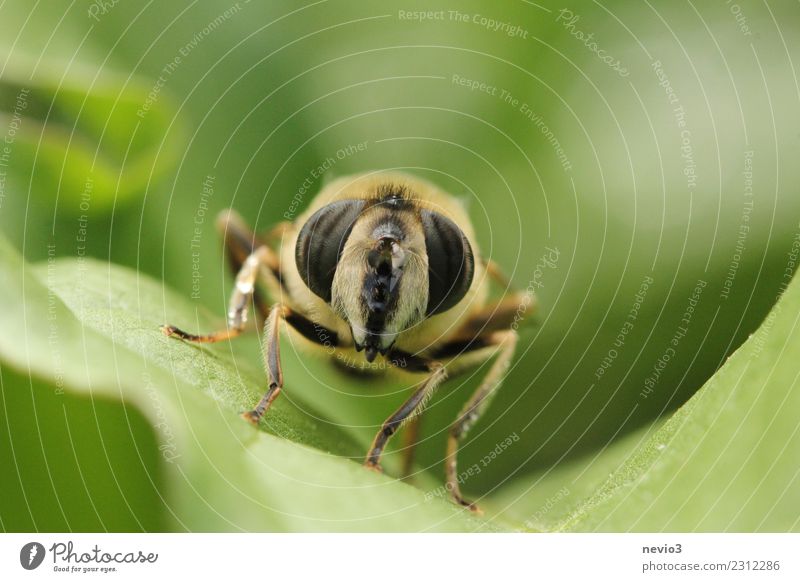 Makroaufnahme eines Insekts auf einem Blatt Umwelt Natur Pflanze Gras Grünpflanze Garten Wiese Tier Fliege 1 klein Neugier grün Tierliebe Ekel Mückenplage