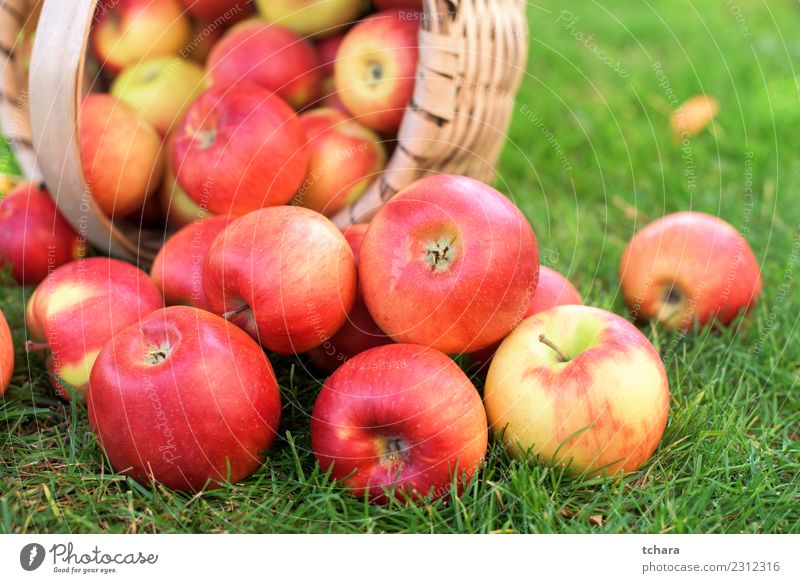 Rote reife Äpfel - Hausernte Gemüse Frucht Apfel Sommer Sonne Garten Gartenarbeit Natur Landschaft Pflanze Herbst Baum Gras Blatt frisch lecker natürlich saftig