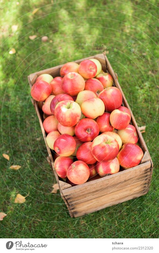 Rote reife Äpfel - Hausernte Gemüse Frucht Apfel Sommer Sonne Garten Gartenarbeit Natur Landschaft Pflanze Herbst Baum Gras Blatt frisch lecker natürlich saftig