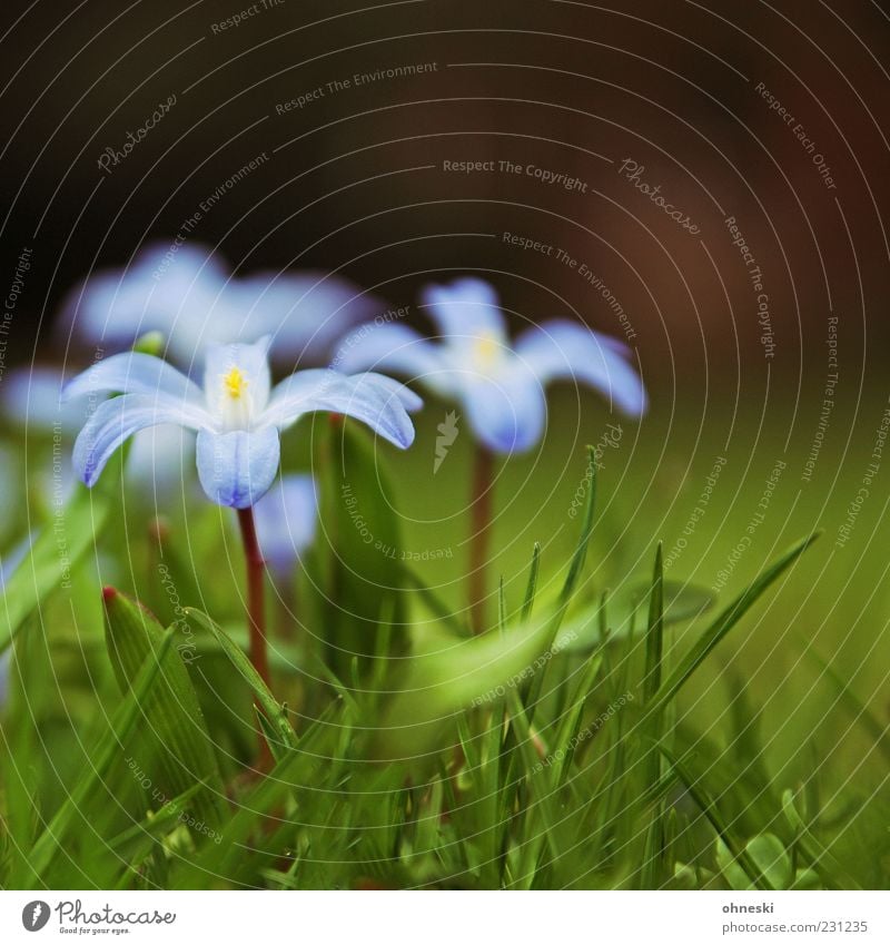 Frühling Natur Pflanze Blume Gras Blüte violett zart Beginn Farbfoto Nahaufnahme Textfreiraum oben Schwache Tiefenschärfe Stengel Makroaufnahme Menschenleer