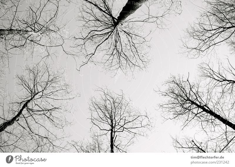 Adern der Luft Umwelt Natur Landschaft Pflanze Himmel Wolkenloser Himmel Herbst Baum Wildpflanze Wald ästhetisch dunkel dünn authentisch groß hoch grau schwarz