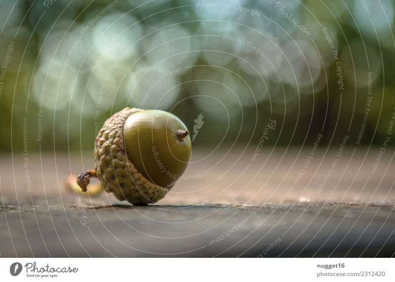 Eichel Umwelt Natur Pflanze Sonnenlicht Sommer Herbst Schönes Wetter Baum Grünpflanze Eicheln Park Wald ästhetisch außergewöhnlich fest klein nachhaltig schön