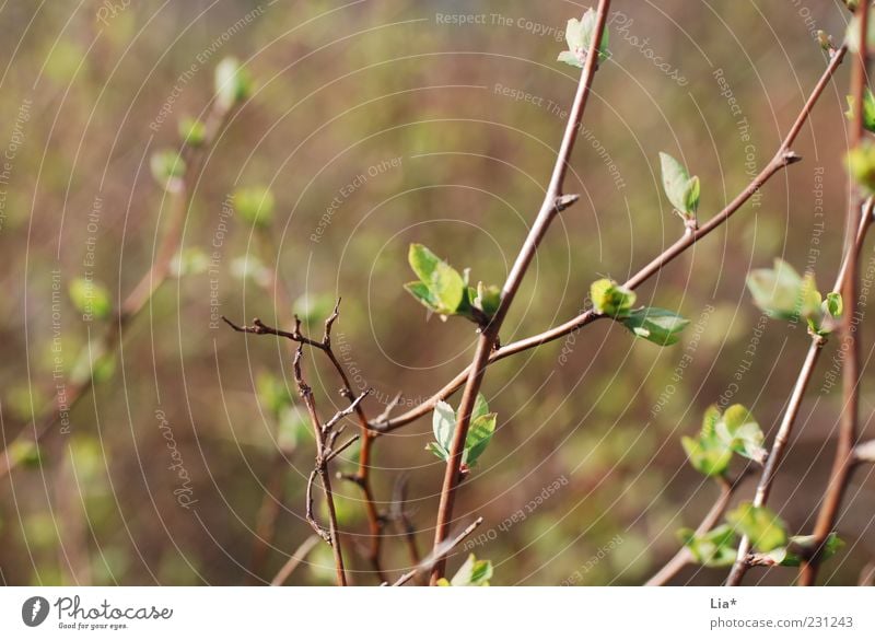 Blätter sprießen Umwelt Natur Pflanze Sträucher Blatt Grünpflanze Wachstum braun grün Lebensfreude Beginn Hoffnung Kraft Wandel & Veränderung Frühling