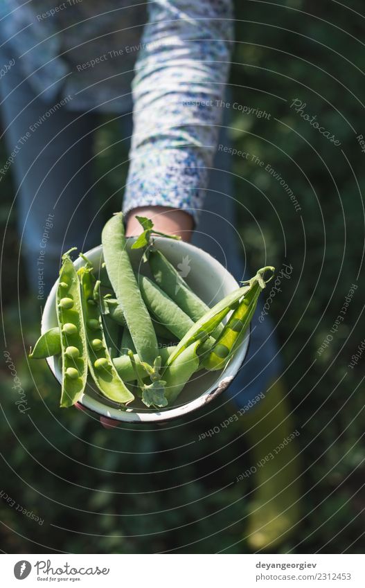 Erbsenpflanzen ernten Gemüse Vegetarische Ernährung Sommer Sonne Garten Gartenarbeit Frau Erwachsene Hand Natur Pflanze Blatt Wachstum frisch grün Lebensmittel