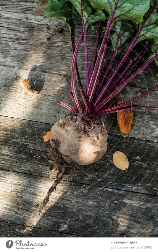 Rote Beete pflücken Gemüse Vegetarische Ernährung Garten Gartenarbeit Natur Pflanze Erde Blatt Wachstum frisch natürlich grün rot Lebensmittel Wurzel organisch