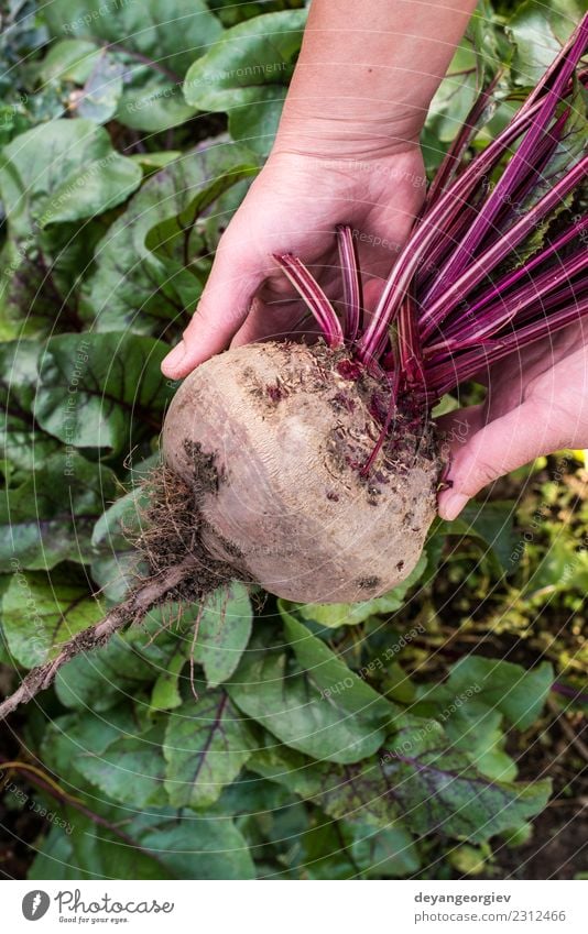 Rote Beete pflücken Gemüse Vegetarische Ernährung Garten Gartenarbeit Natur Pflanze Erde Blatt Wachstum frisch natürlich grün rot Lebensmittel Wurzel organisch