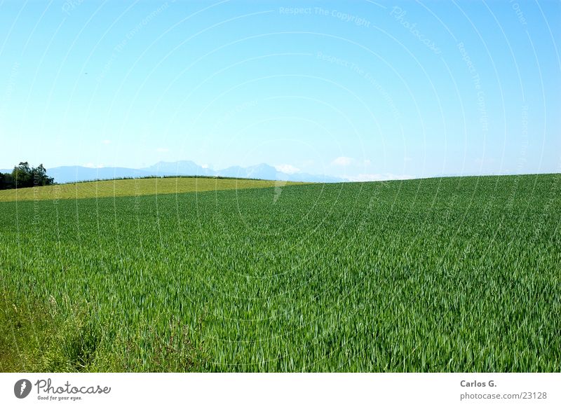 Allgäuer Grün grün Wiese Bayern schwäbisch Kuh Berge u. Gebirge Himmel