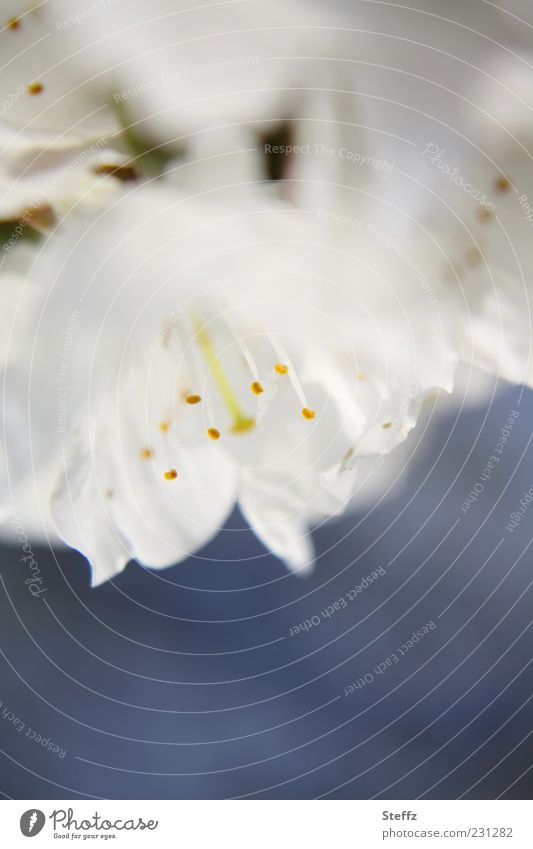 romantische Kirschblüten anders weiße blüten blühen Mai Romantik außergewöhnlich nah Frühlingsfarbe Frühlingstag zart sanft fein weich blau traumhaft dezent