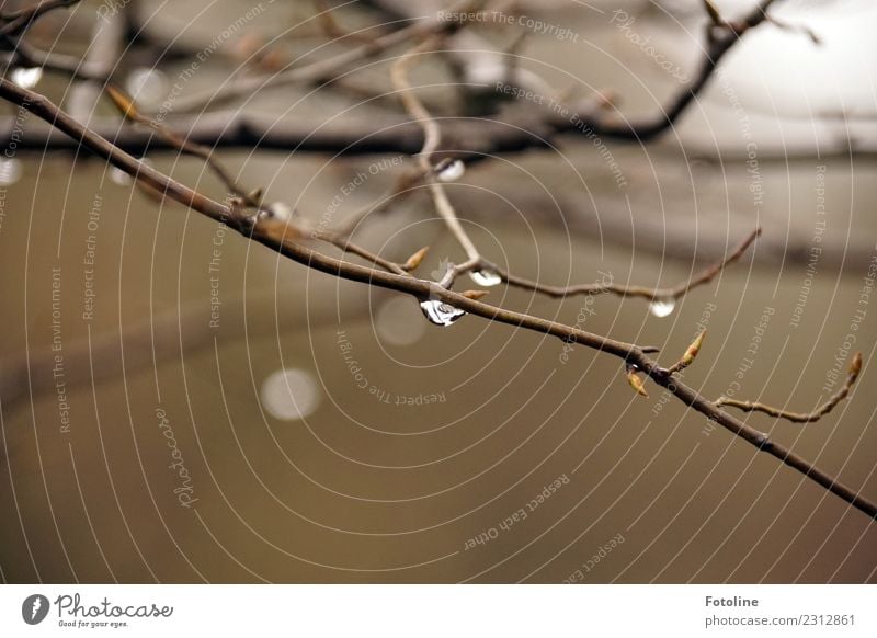 Winter 2018 Umwelt Natur Pflanze Urelemente Wasser Wassertropfen schlechtes Wetter Regen Sträucher Garten Park nah nass natürlich braun Zweige u. Äste kalt