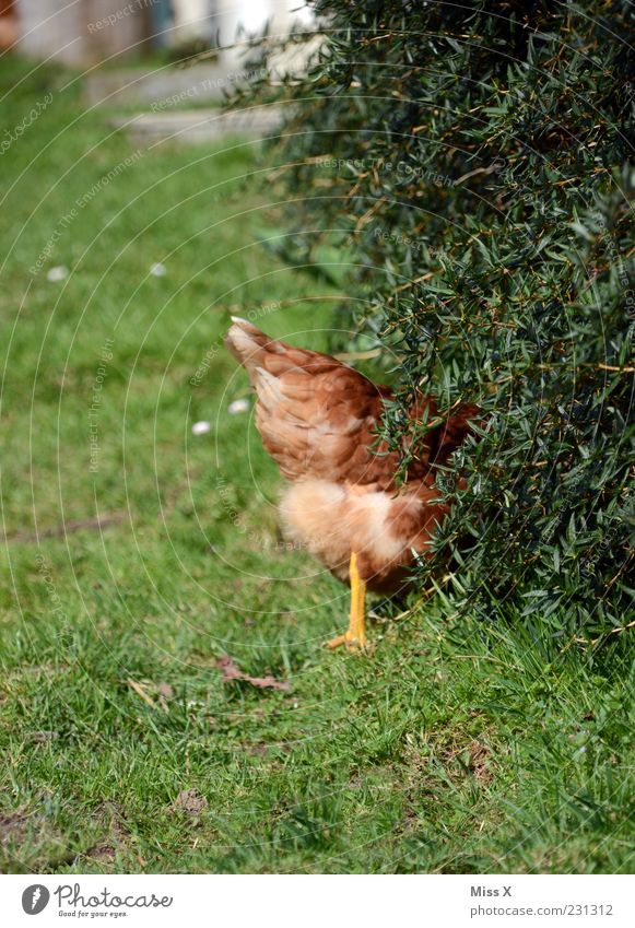 Hilfe ein Fuchs kommt Natur Gras Sträucher Garten Tier Nutztier Vogel 1 Neugier braun grün verstecken Haushuhn Hahn flüchten Farbfoto mehrfarbig Außenaufnahme