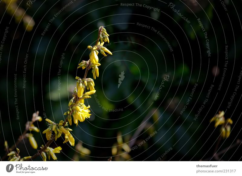 endlich Frühling Natur Sonnenlicht Pflanze Sträucher Blüte Wildpflanze schön gelb grün Stimmung Frühlingsgefühle Forsythienblüte Farbfoto Außenaufnahme