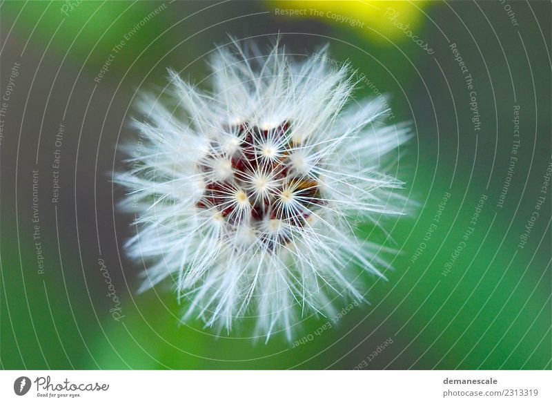 Pusteblume wandern Umwelt Natur Pflanze Tier Sommer Blüte Wildpflanze Löwenzahn Garten Wiese Feld Wald Kugel natürlich rund braun mehrfarbig gelb grün schwarz