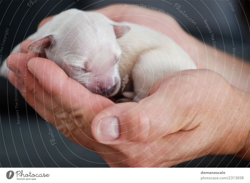 Hallo Welt Glück Raum Geburt Natur Tier Haustier Hund Fell Welpe Golden Retriever 1 atmen berühren Liebe liegen tragen braun gold rosa schwarz Gefühle Vertrauen