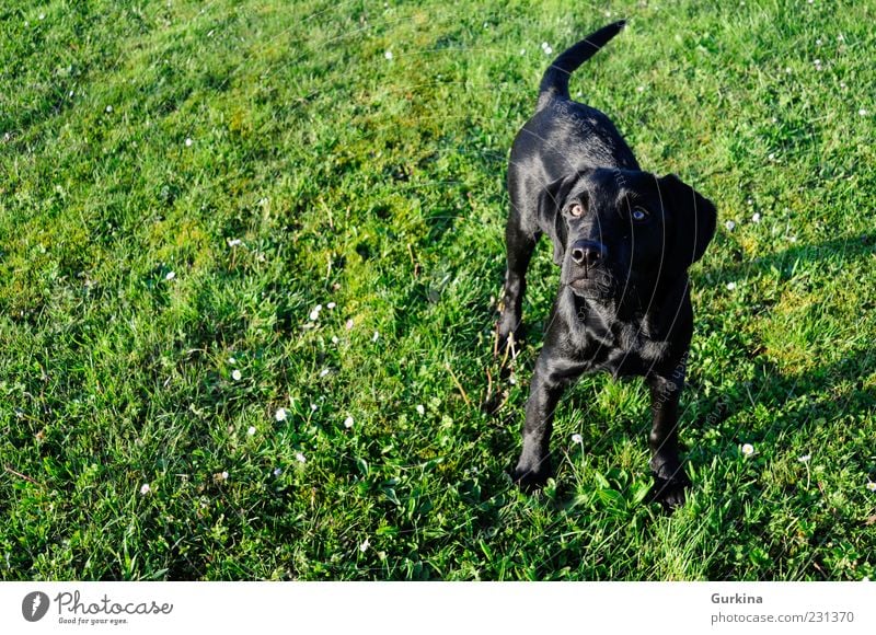 Hund über dem Gras Garten Tier Haustier 1 Blick schwarz grün warten Farbfoto Außenaufnahme Menschenleer Morgen Tag Abend Kontrast Zentralperspektive Totale