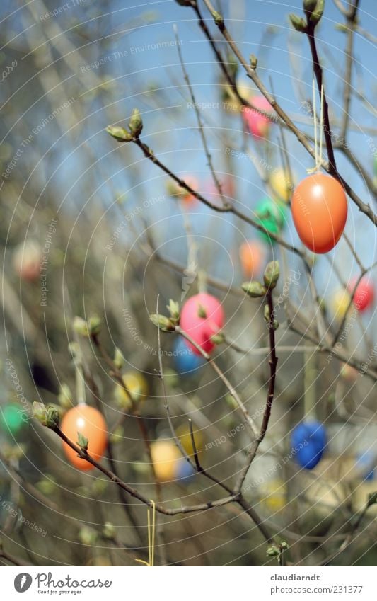 iStrauch Garten Dekoration & Verzierung Ostern Natur Pflanze Sträucher Holz Kunststoff hängen mehrfarbig Frühling Osterei Ei Zweige u. Äste Trieb Blattknospe