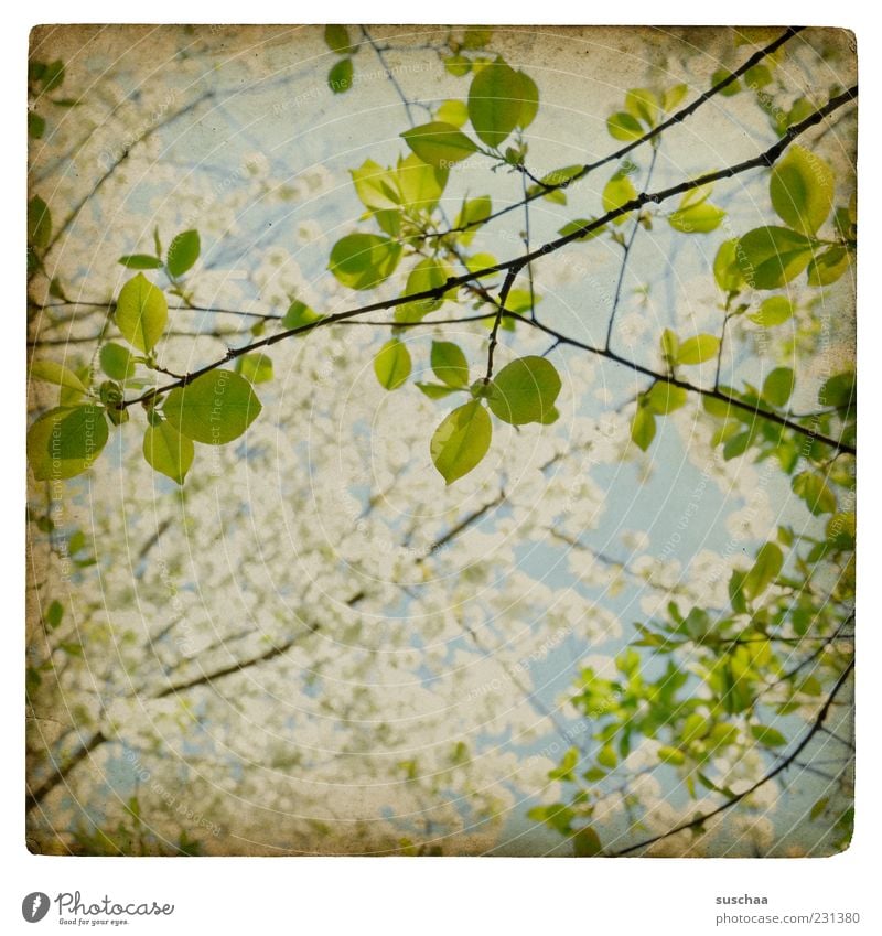 es grünt wieder ... Umwelt Natur Luft Himmel Frühling Schönes Wetter Frühlingsgefühle Vorfreude Hoffnung Wachstum Ast Blatt Blüte frisch neu Außenaufnahme