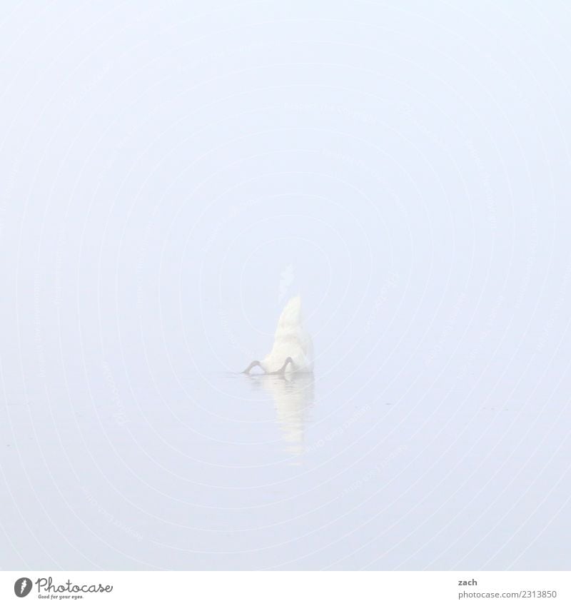 800 | abtauchen Wasser Herbst Nebel See Vogel Schwan 1 Tier Schwimmen & Baden grau Gedeckte Farben Außenaufnahme Menschenleer Textfreiraum links