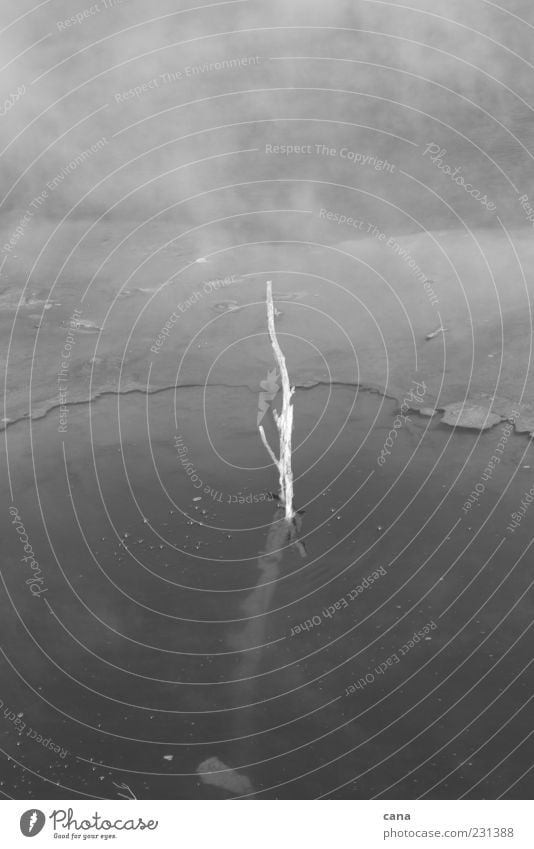 geisterhafte Natur Pflanze Urelemente Wasser Nebel Heisse Quellen einfach weiß Endzeitstimmung geheimnisvoll Vergänglichkeit Schwarzweißfoto Außenaufnahme