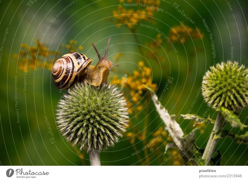 Schnecke auf Distel Umwelt Natur Pflanze Tier Grünpflanze Wildpflanze Garten Park Wiese Feld Wildtier 1 Ekel kalt klein schleimig Spitze stachelig weich braun