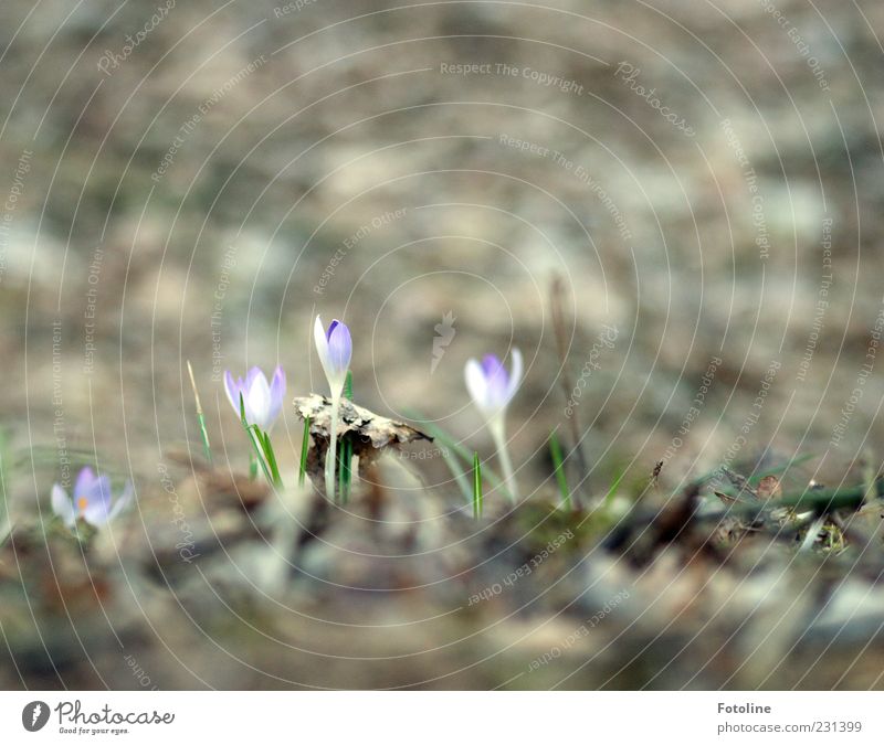 Neulich im Wald Umwelt Natur Landschaft Pflanze Urelemente Frühling Blume Blatt Blüte Wildpflanze hell natürlich Krokusse Frühblüher Waldboden Farbfoto