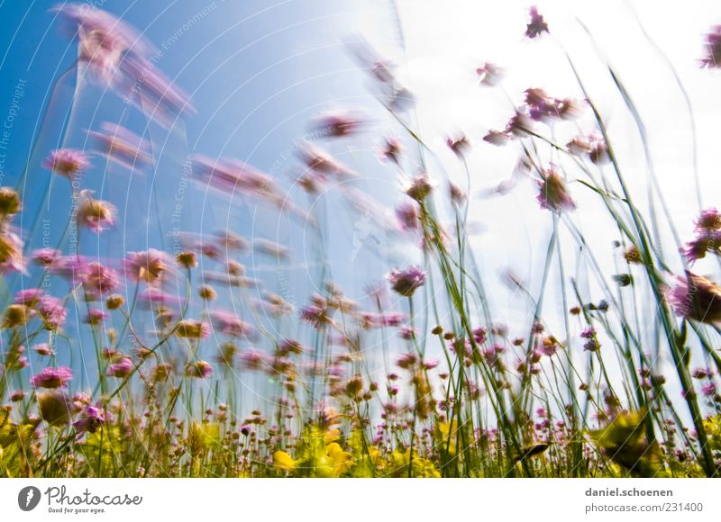 im Wind wogendes Schnittlauch Sommer Sonne Pflanze Wolkenloser Himmel Schönes Wetter Gras Wiese Bewegung Licht Sonnenlicht Froschperspektive Weitwinkel