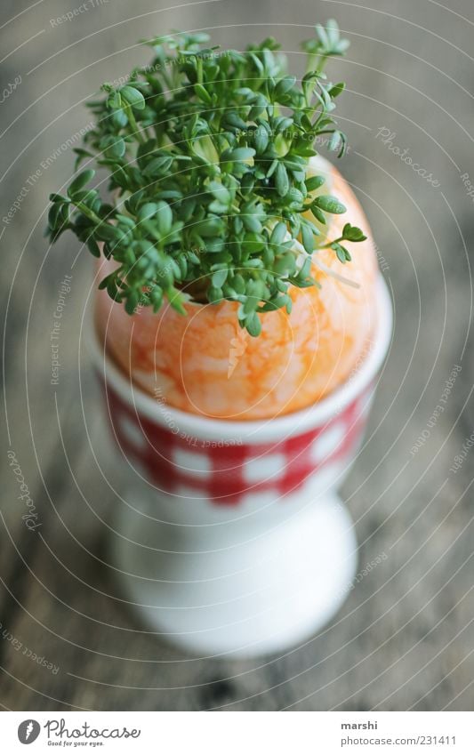 gesundes Osterei Lebensmittel Ernährung Bioprodukte Vegetarische Ernährung grün Kresse Wachstum Eierbecher Hühnerei Pflanze geschmackvoll Frühstück Unschärfe